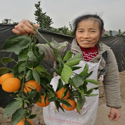 资中血橙10.jpg